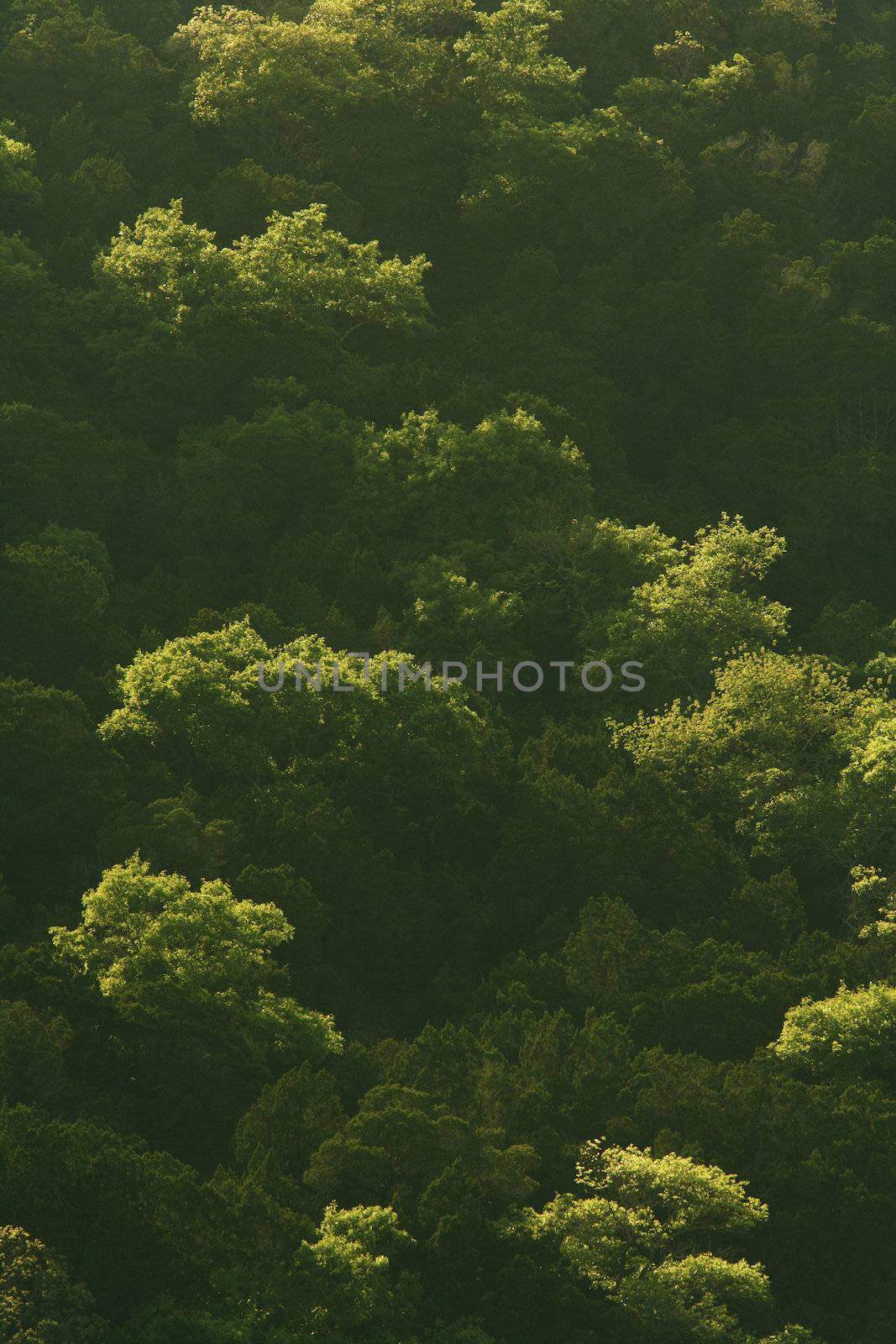 oak trees near Austin Texas