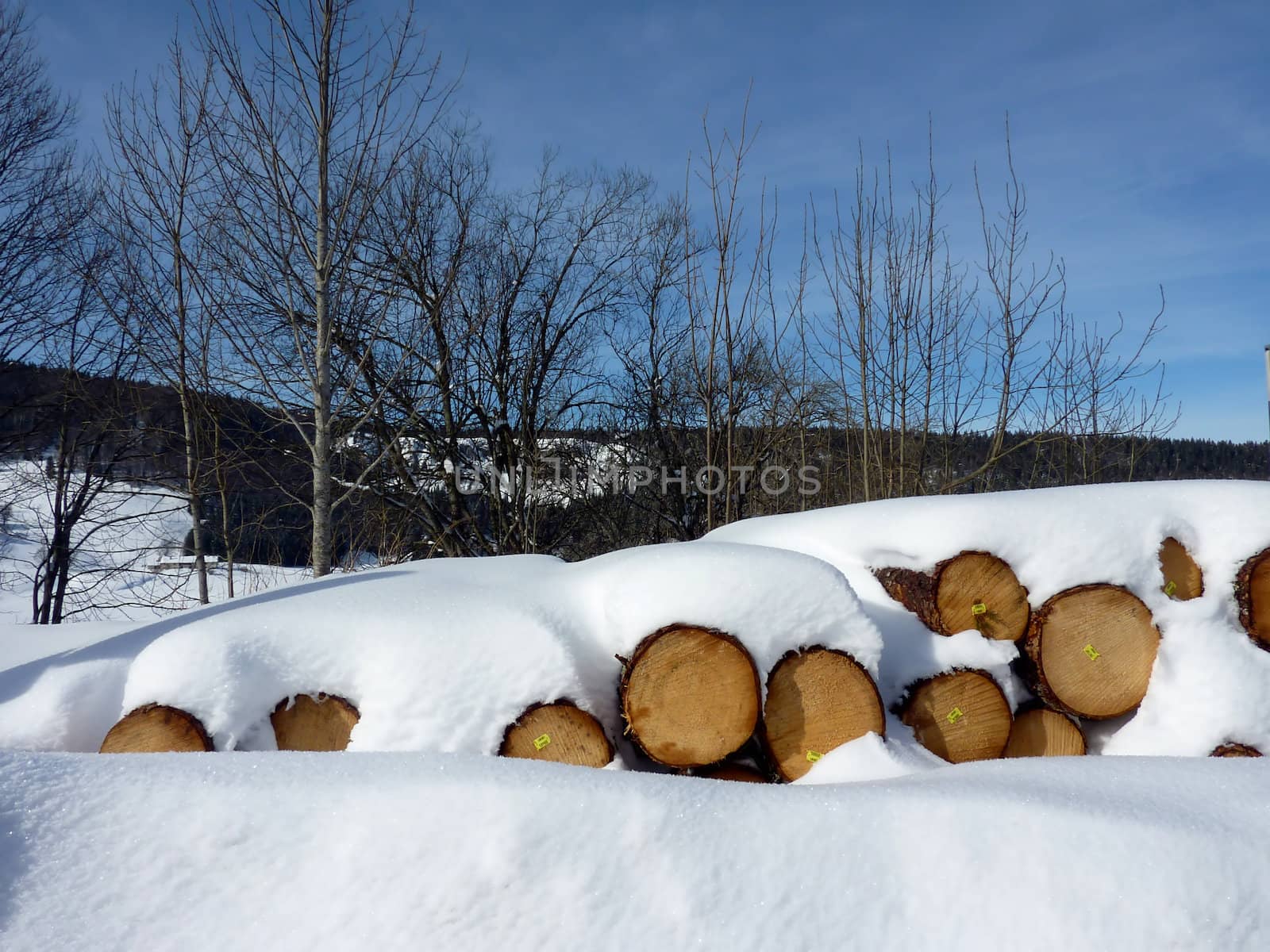 Wood logs covered by snow with winter trees behind by beautiful day