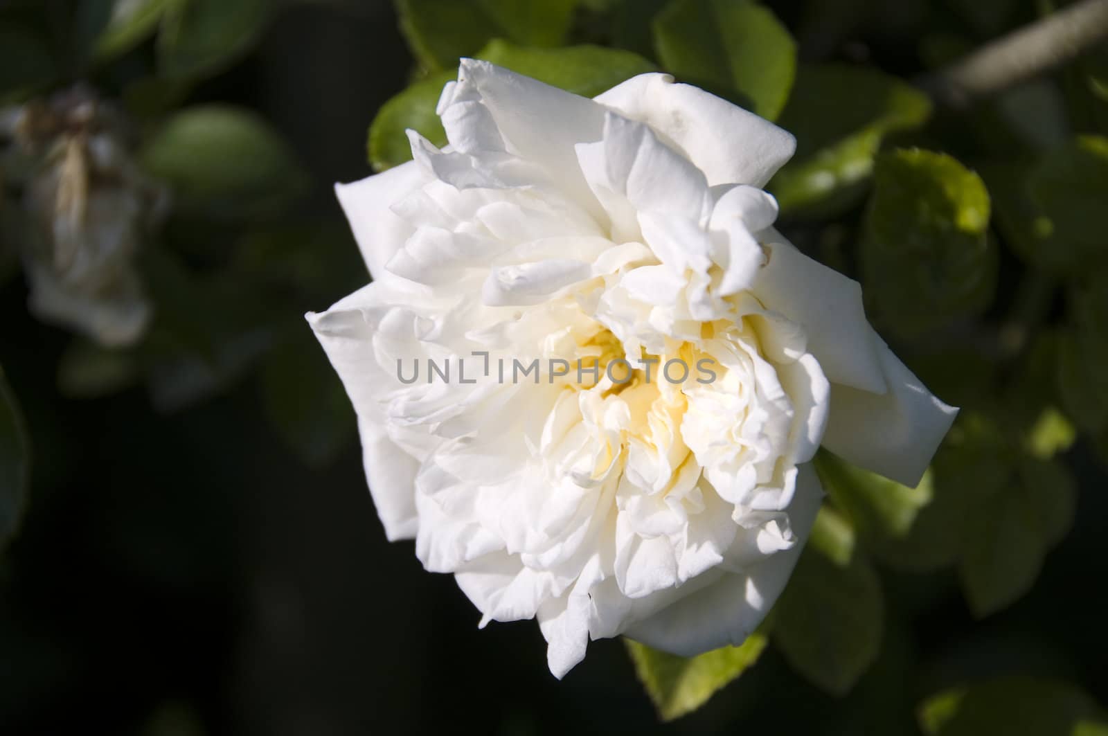 A white rose with dark foliage in the background