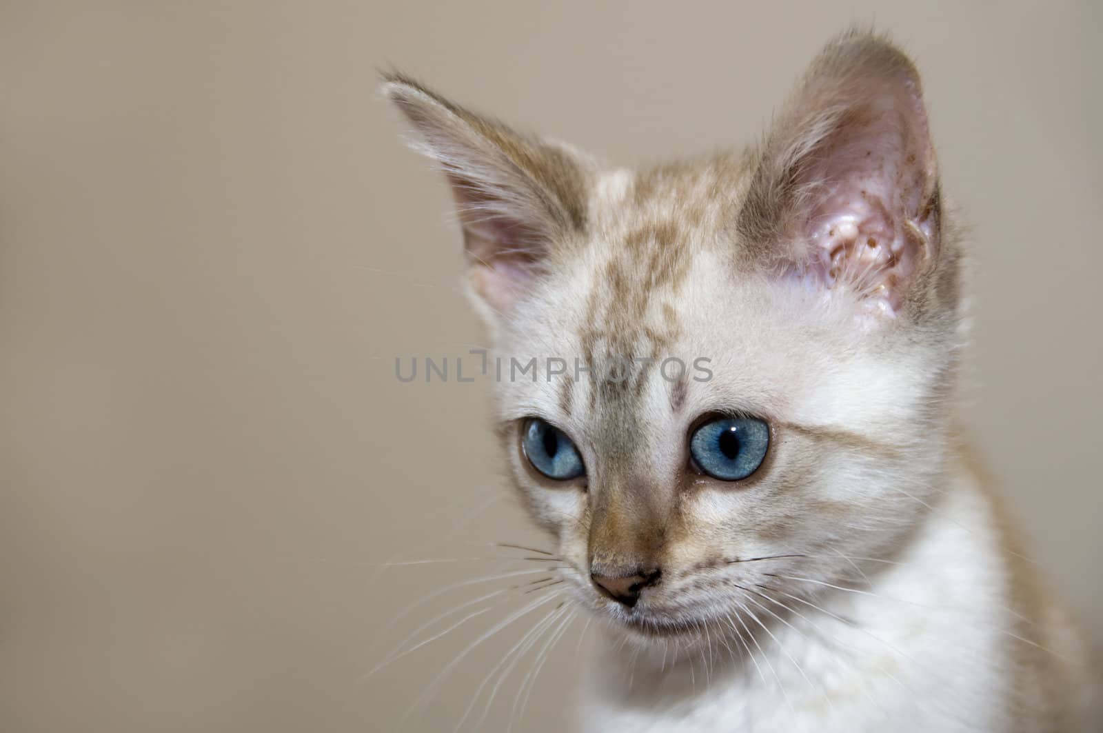 A young bengal kitten with a brown background