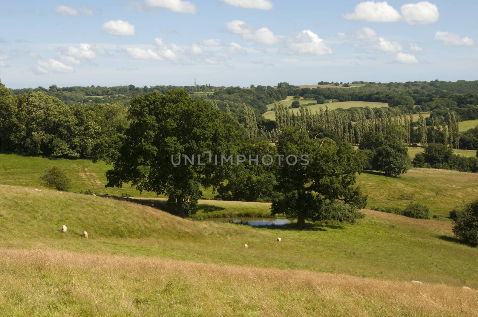 A view of parkland in summer with a cloudy sky