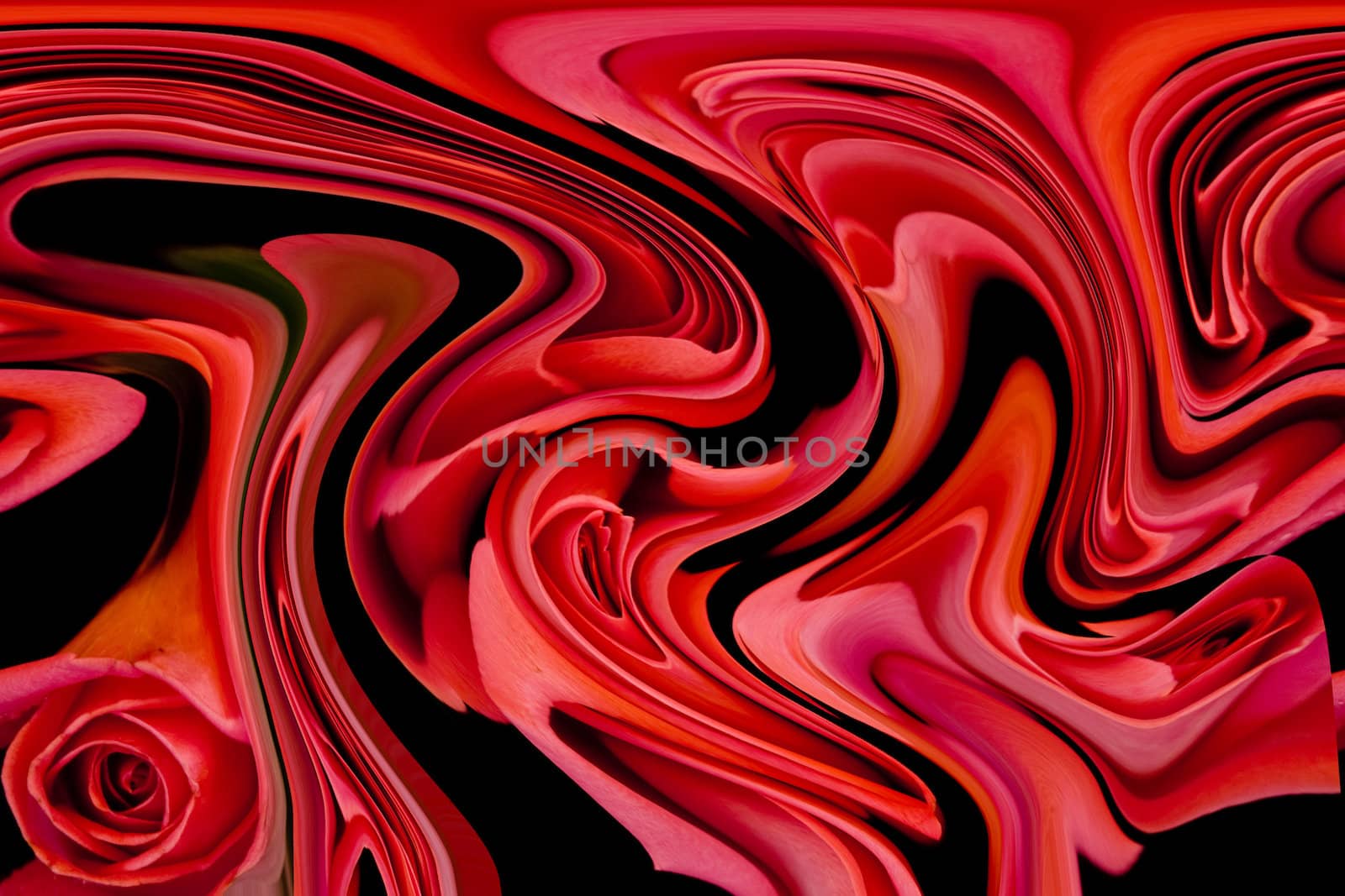 rose spiral abstract by jacek65