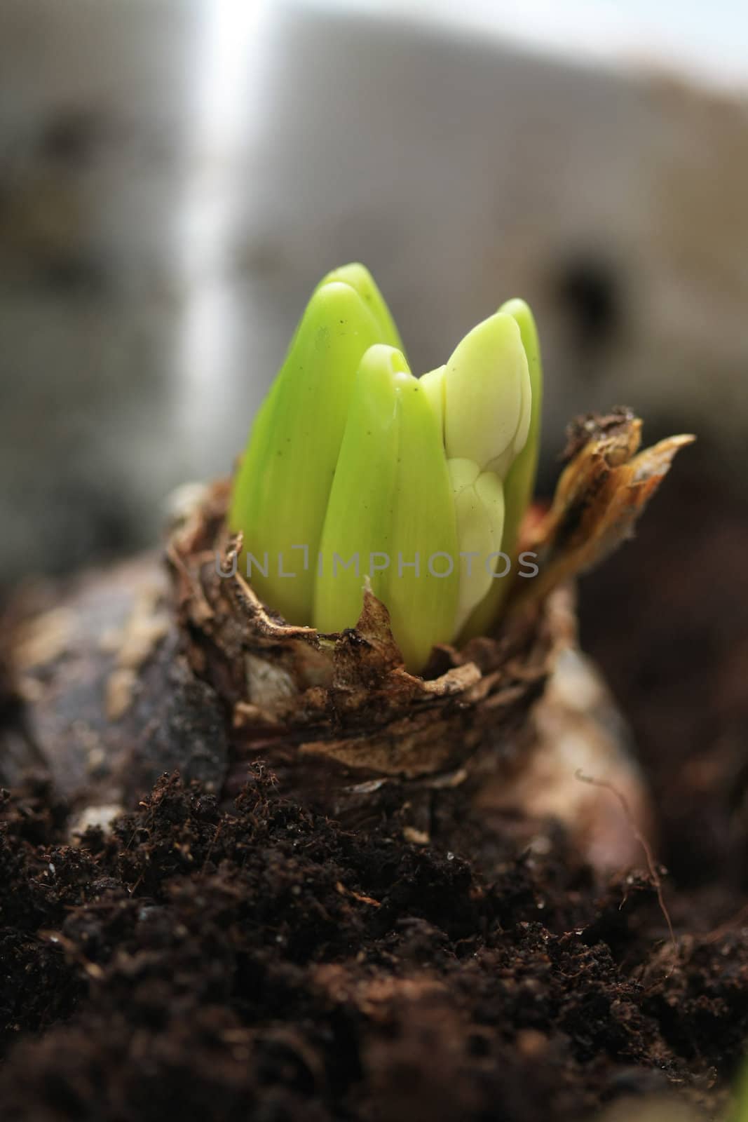 A hyacint flower bulb with some fresh green and a awaking flower