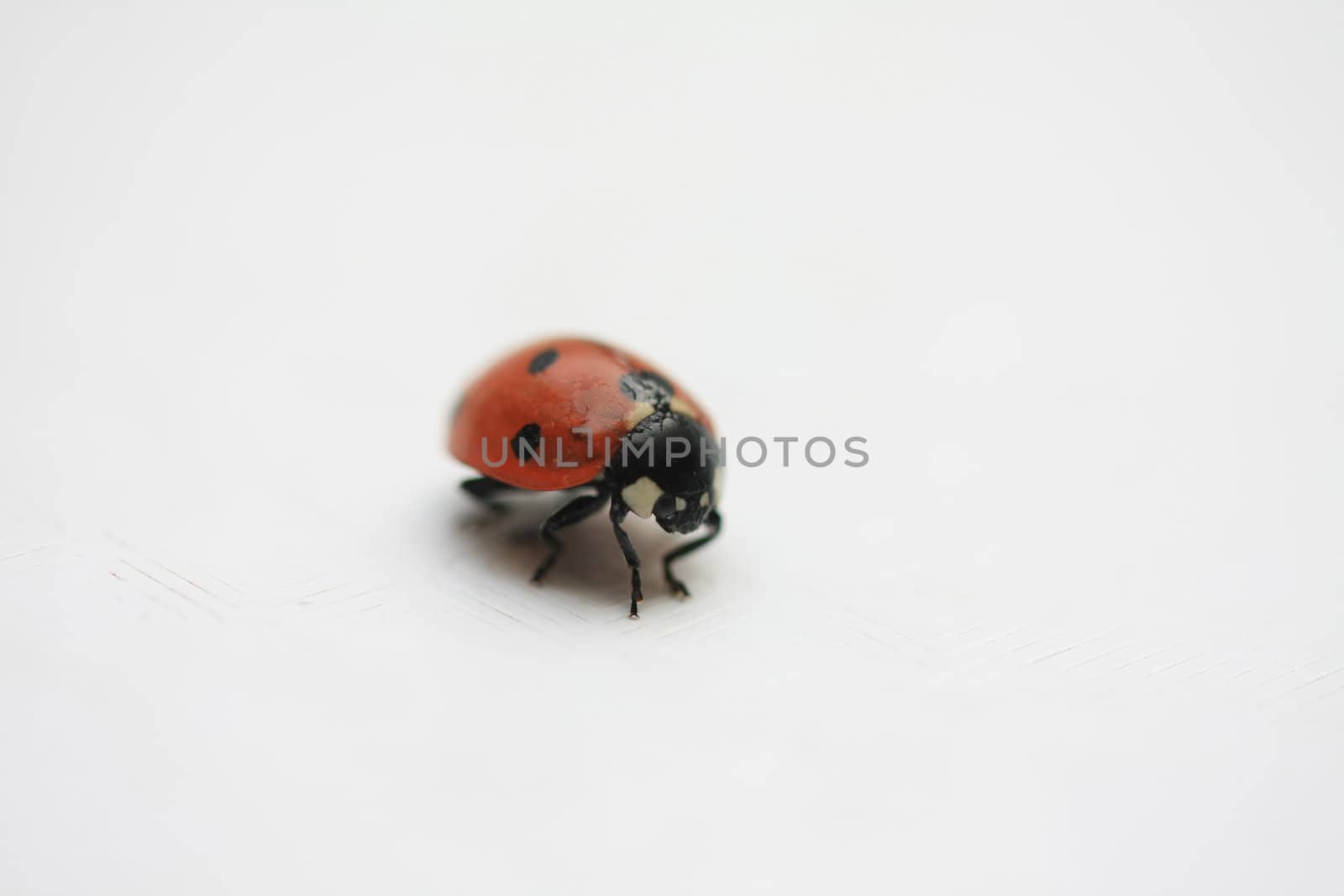 Ladybug on white by studioportosabbia