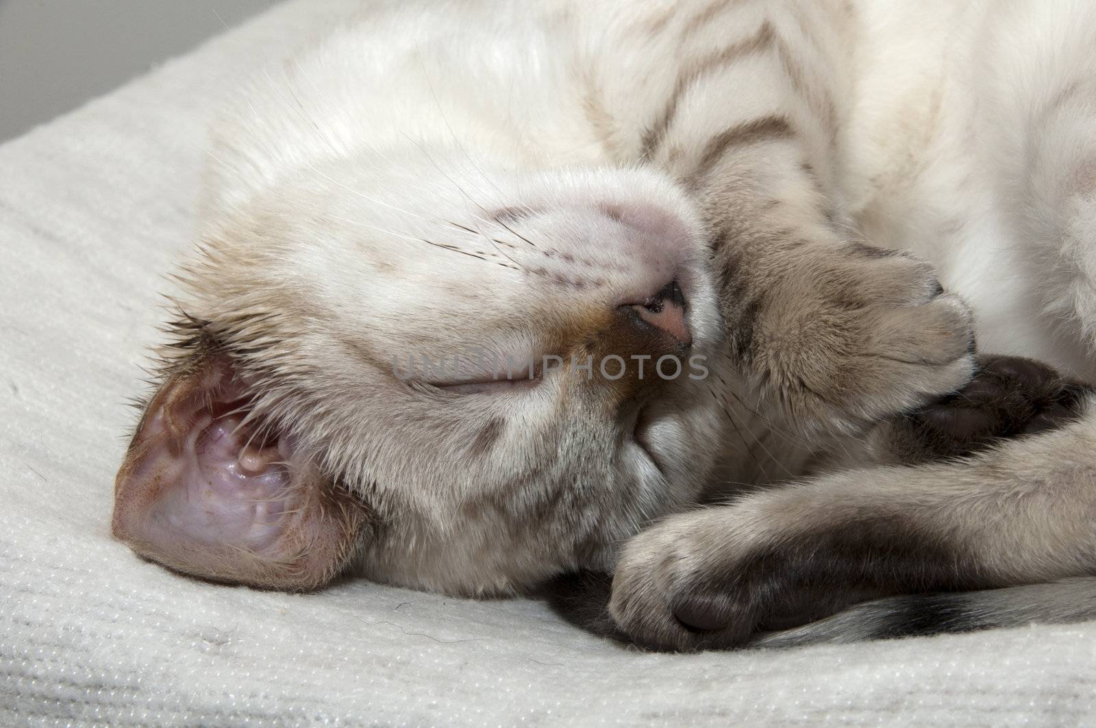 A Bengal kitten sleeping on a bed