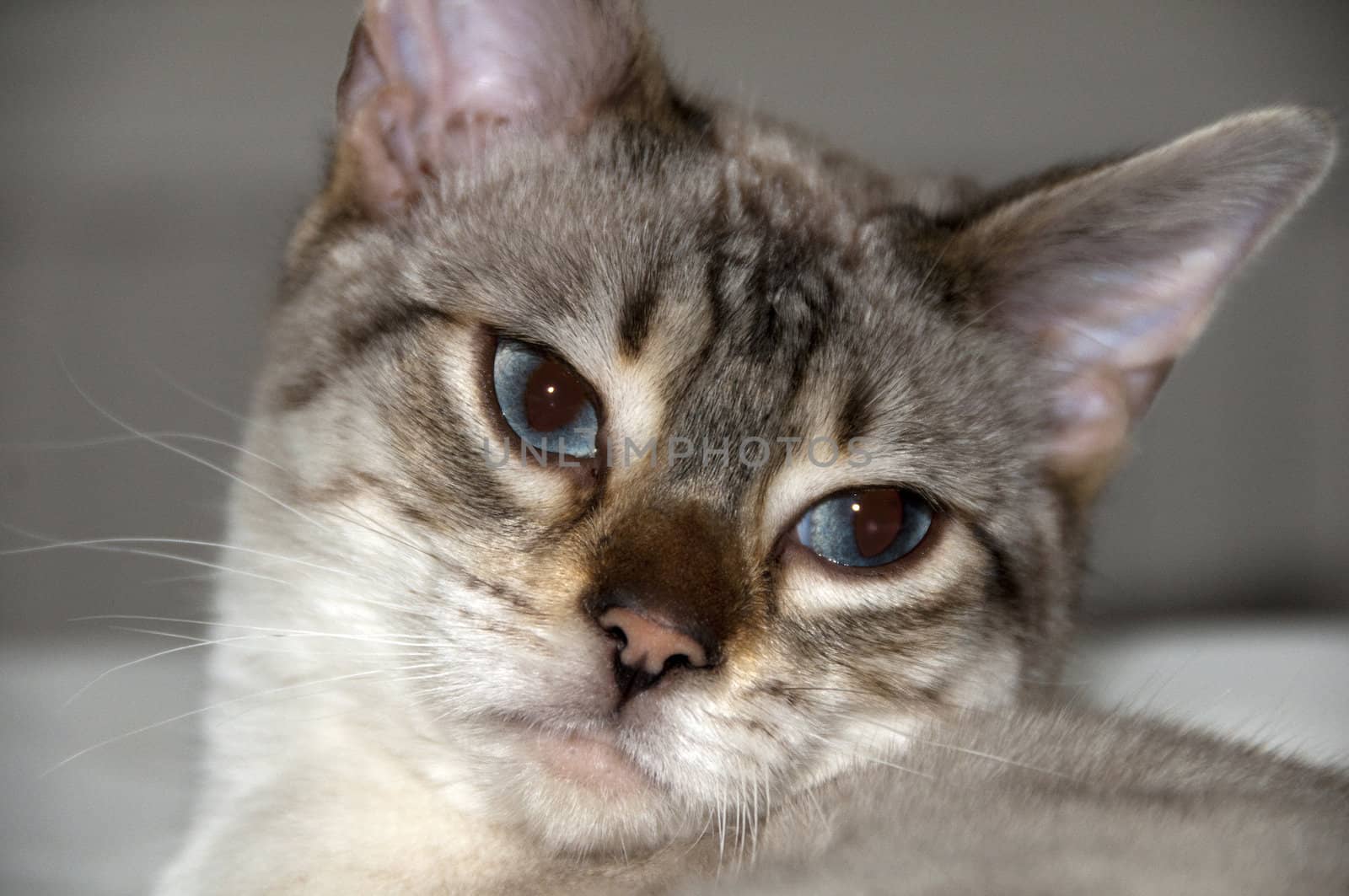 A portrait of a Bengal kitten siting on a bed