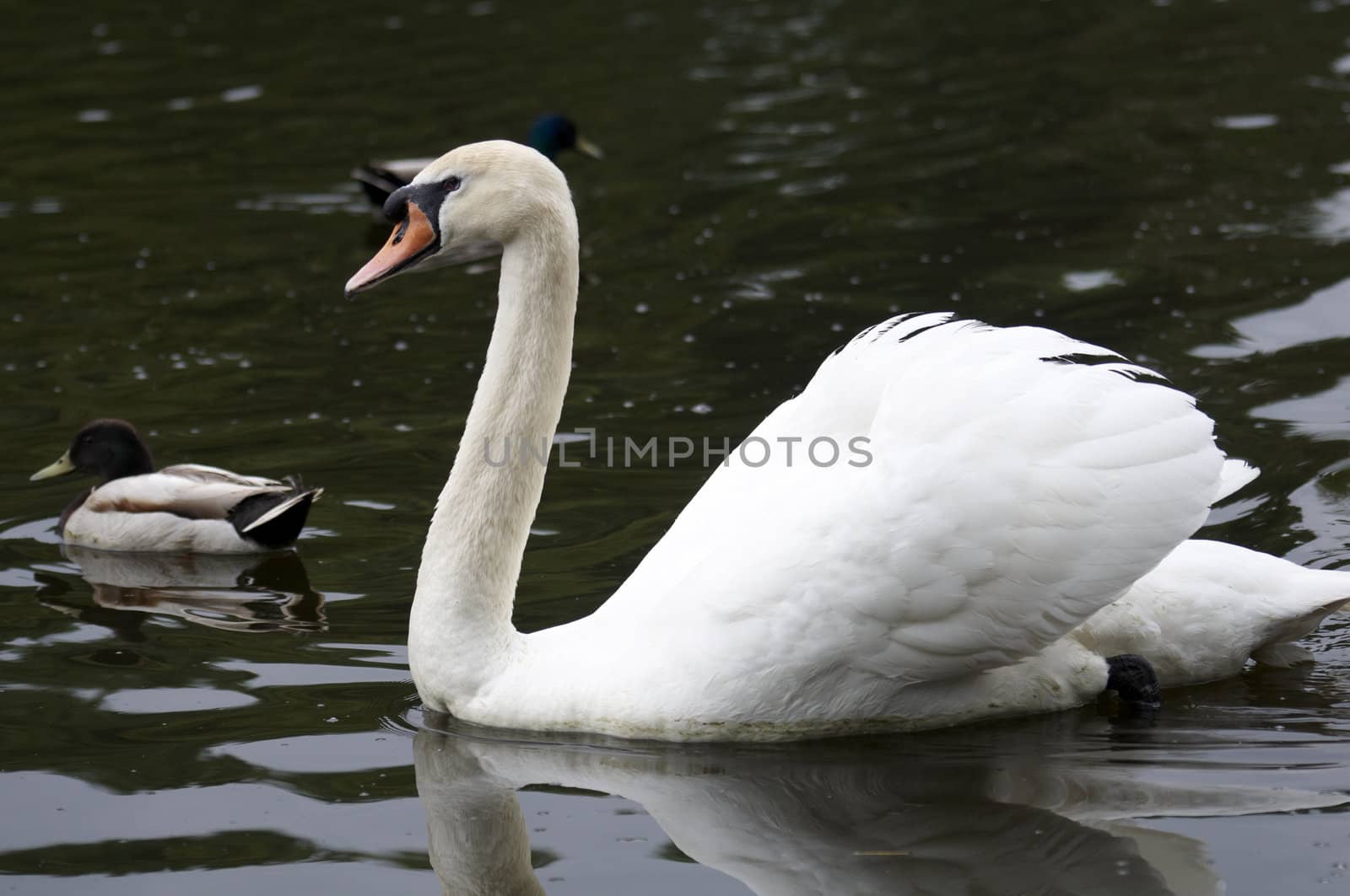 A mute swan swimming on a lake