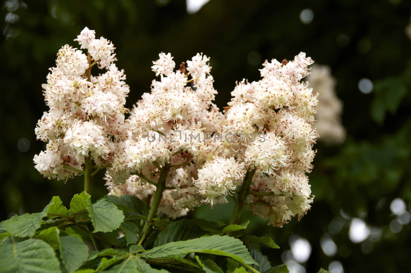 Detail of an horse chestnut flower with leaves in the background