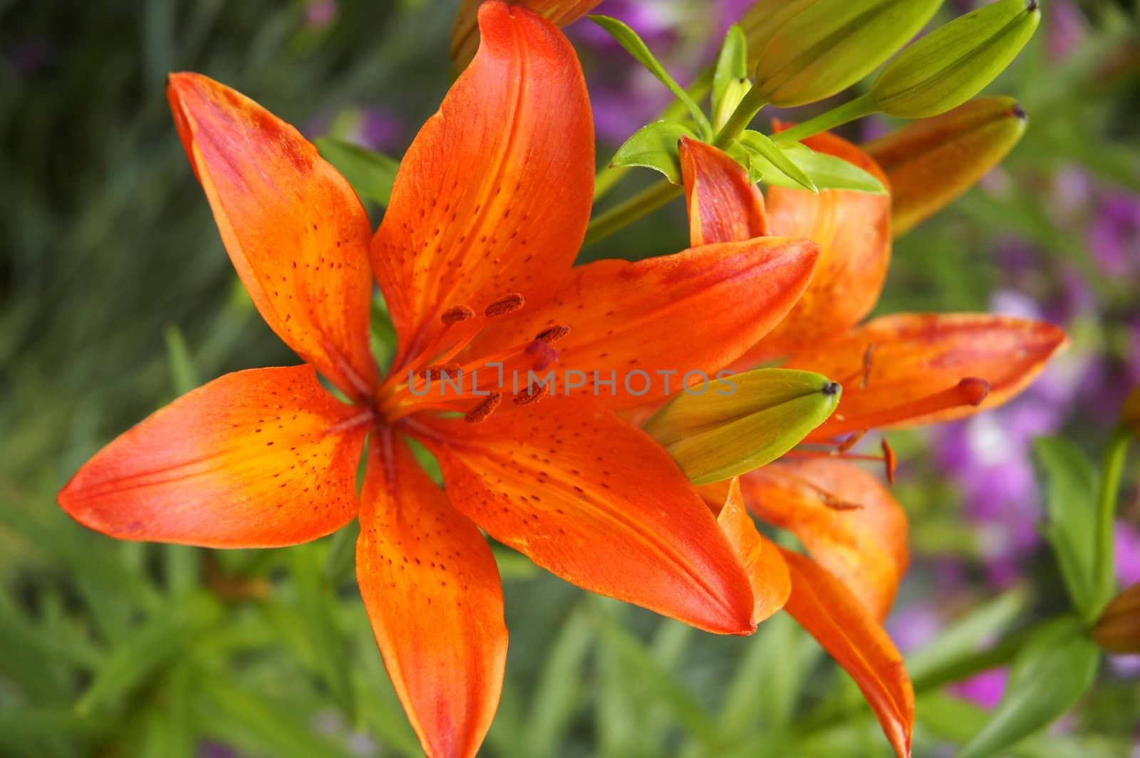blossom cluster of red lilies on natural green background
