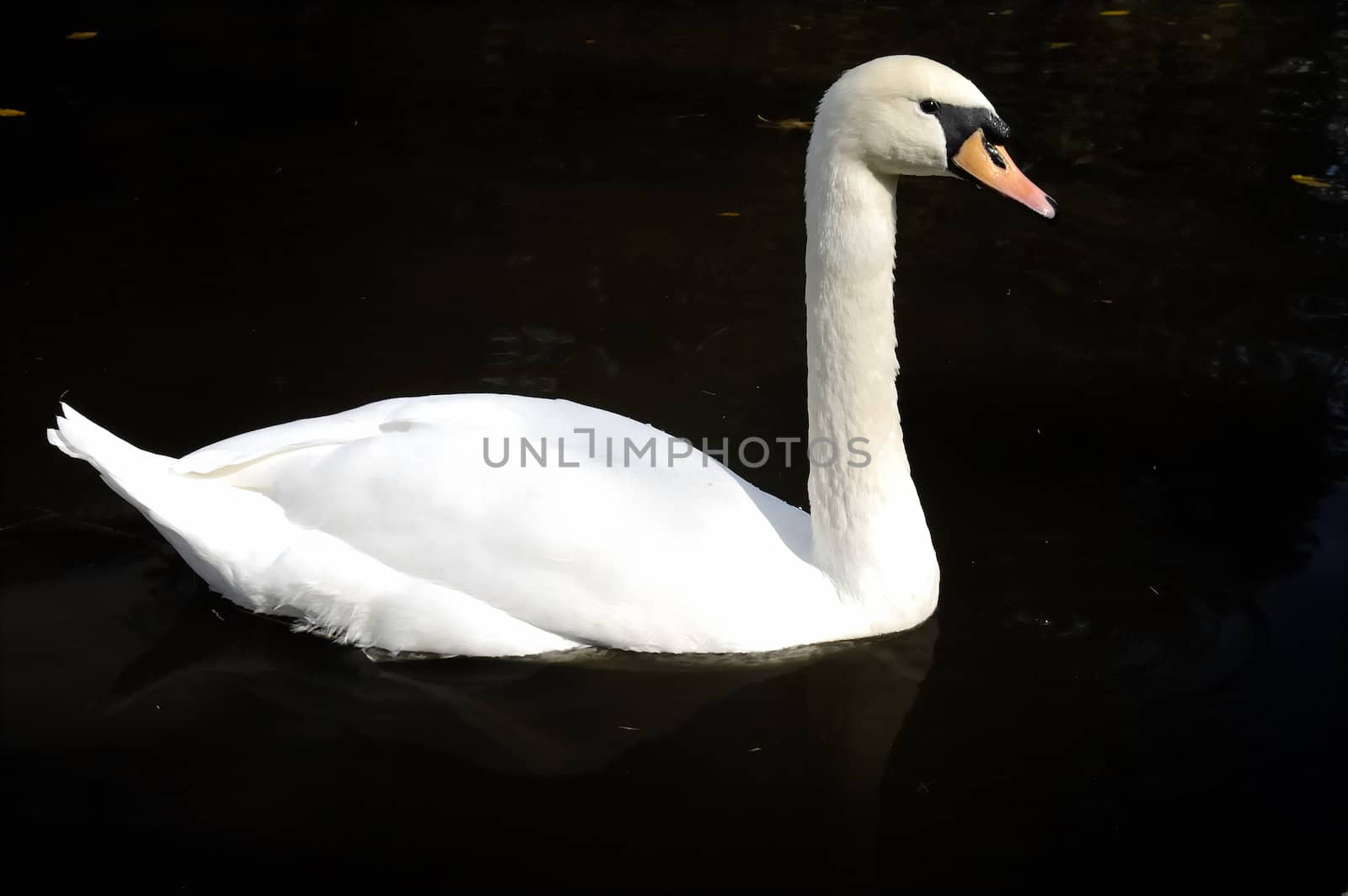 White swan swimming in a dark pond