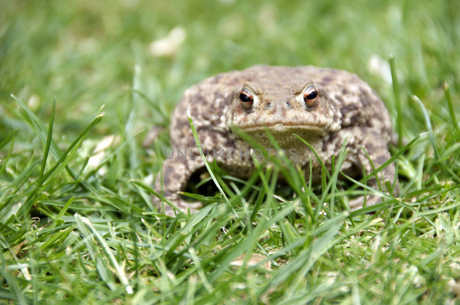 A brown frog siting in the grass