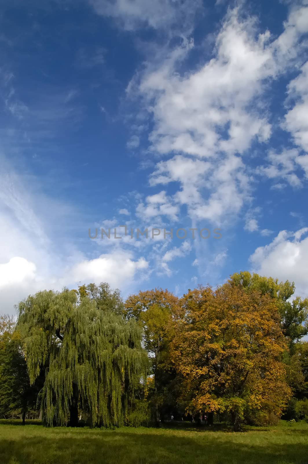 Trees in early fall against cloudscape
