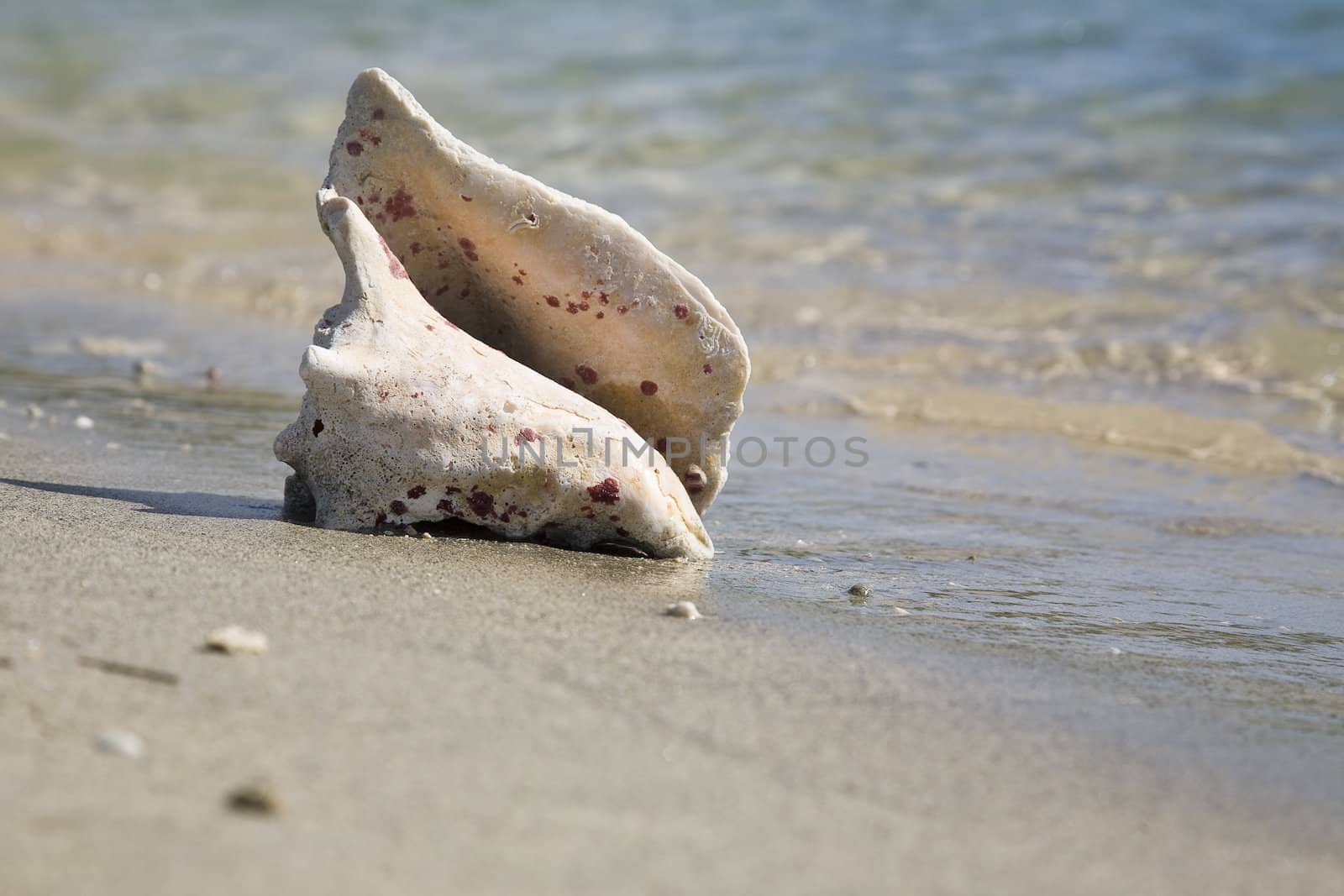 the shell on the beach