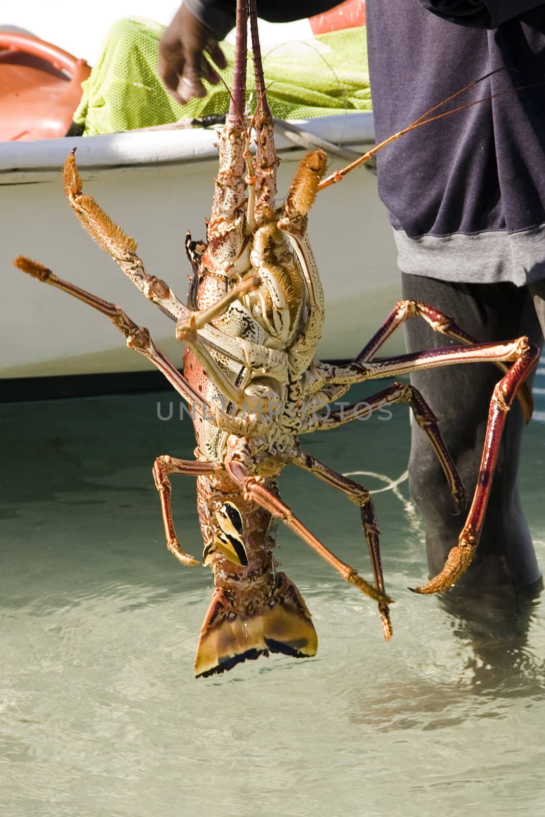 fresh big lobster in bvi winter 2010