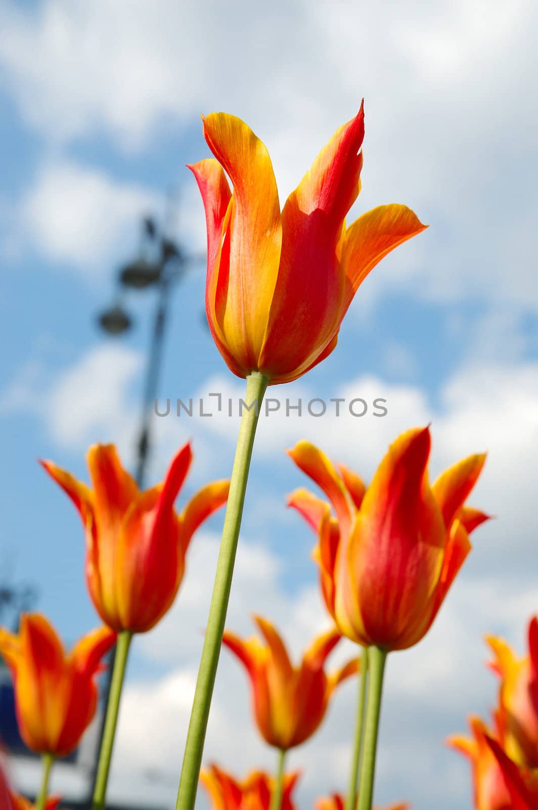 Rows of tulips against blue sky