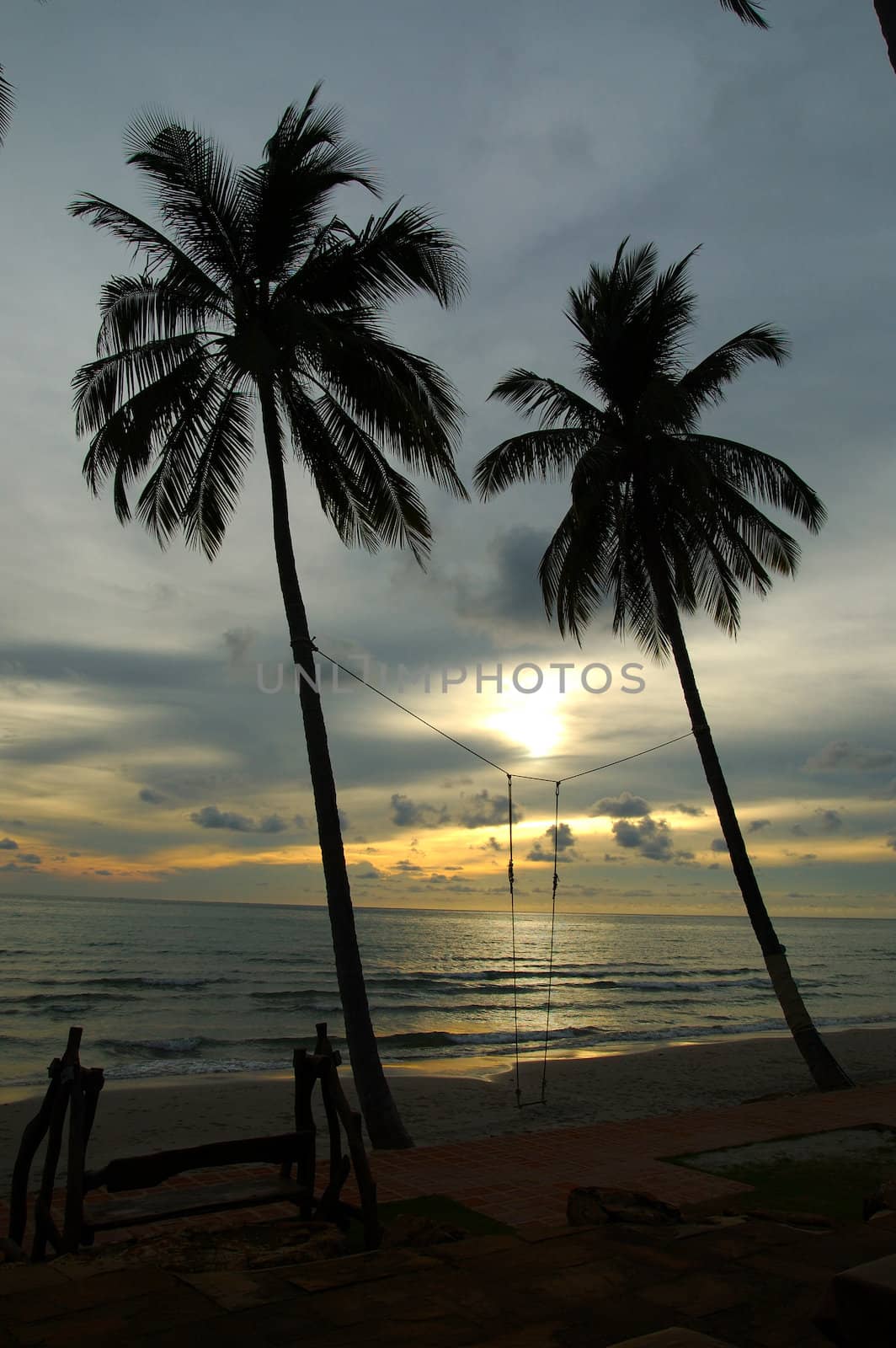 silhouette of two palm trees with swing  