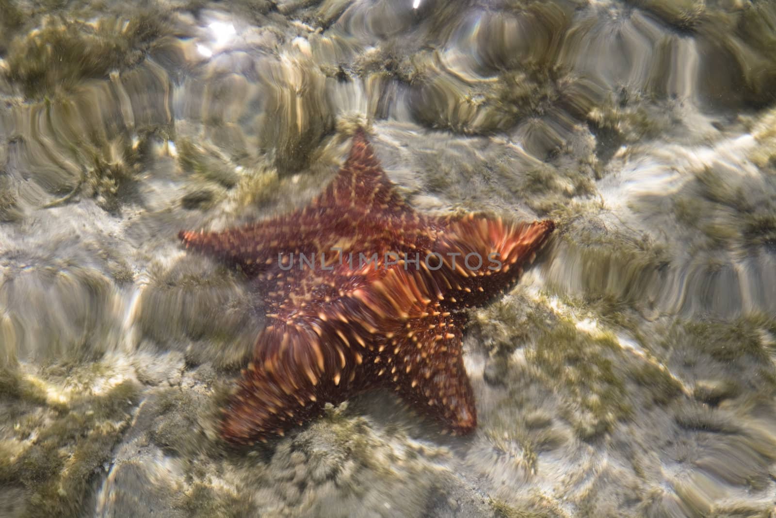 star in sub water bvi 2010