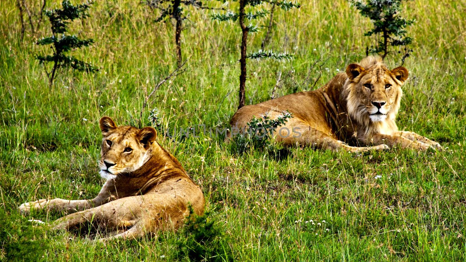 A male and a female lion resting in green grass