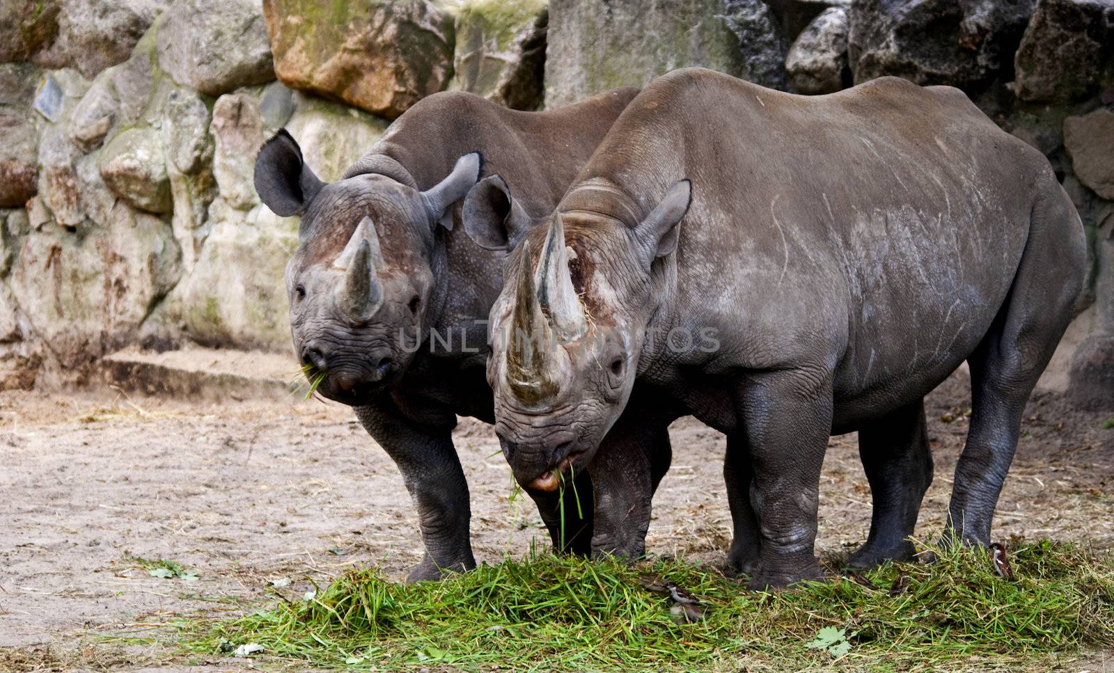 Two young rhinoceros grazing on fresh grass at a zoo