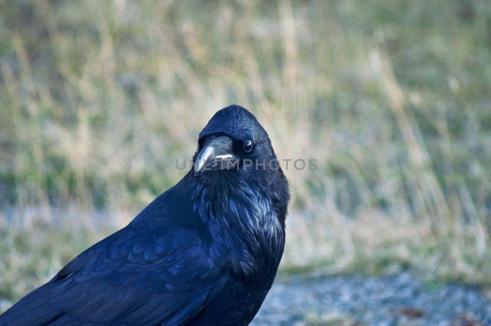 Raven in Profile by emattil