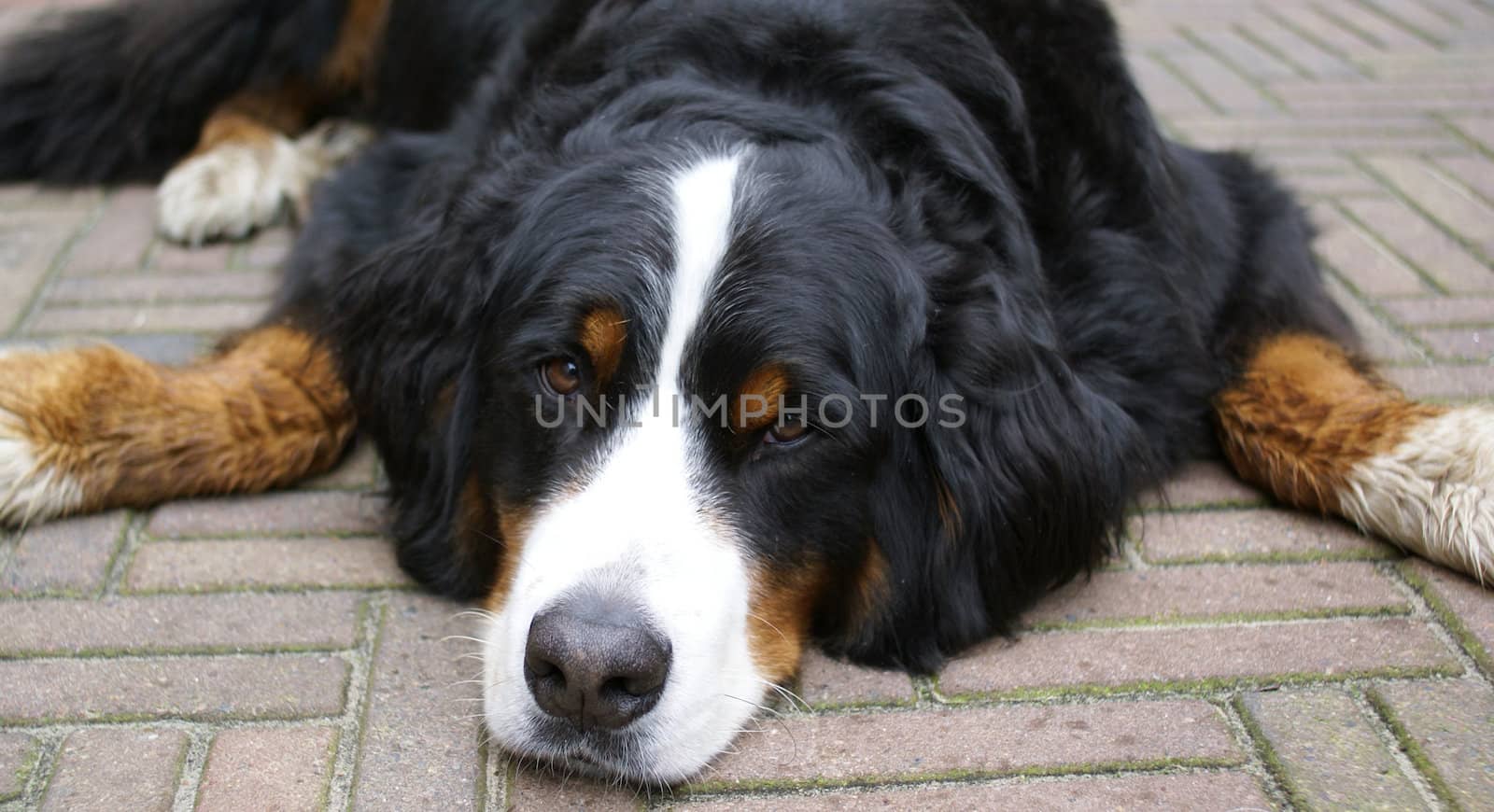 Typical swiss bernese dog, lying down and gazing.