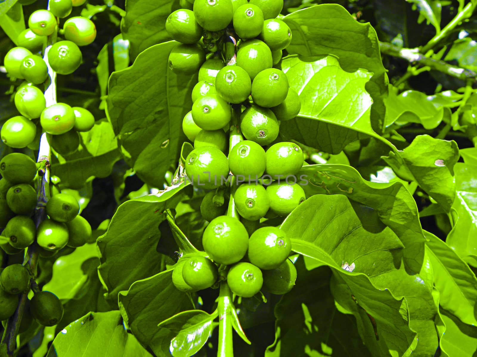 detail coffee plantation in the interior de Sao Paulo