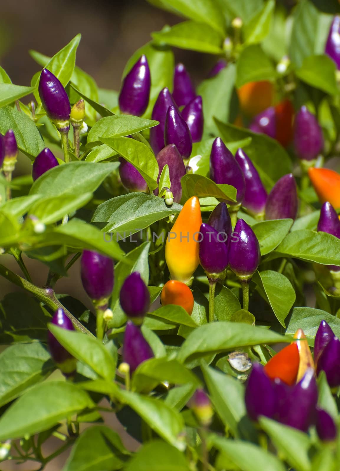 close-up shot of colorful small pepper plant