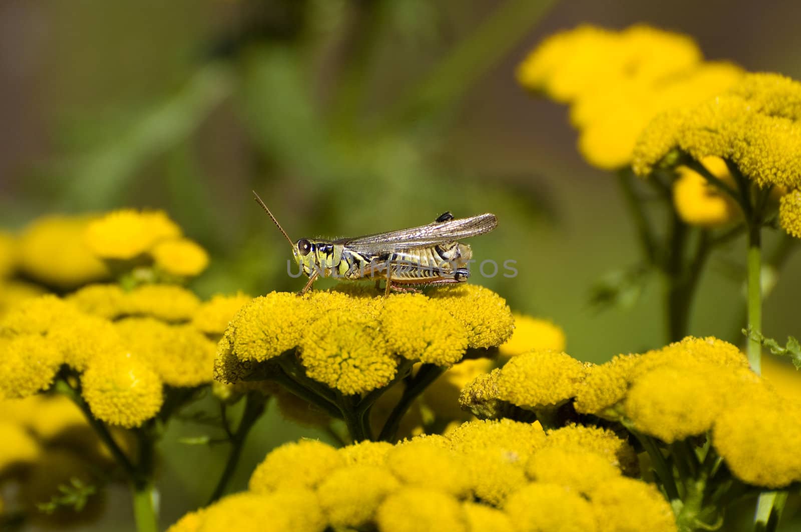 close-up of a canadian species of green cricket