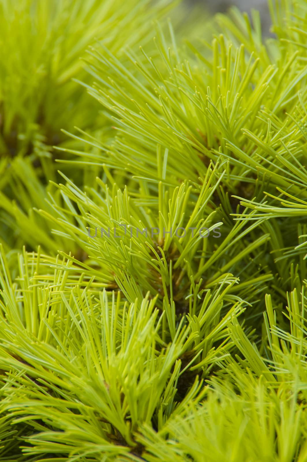 close-up of a Pine branch good for background