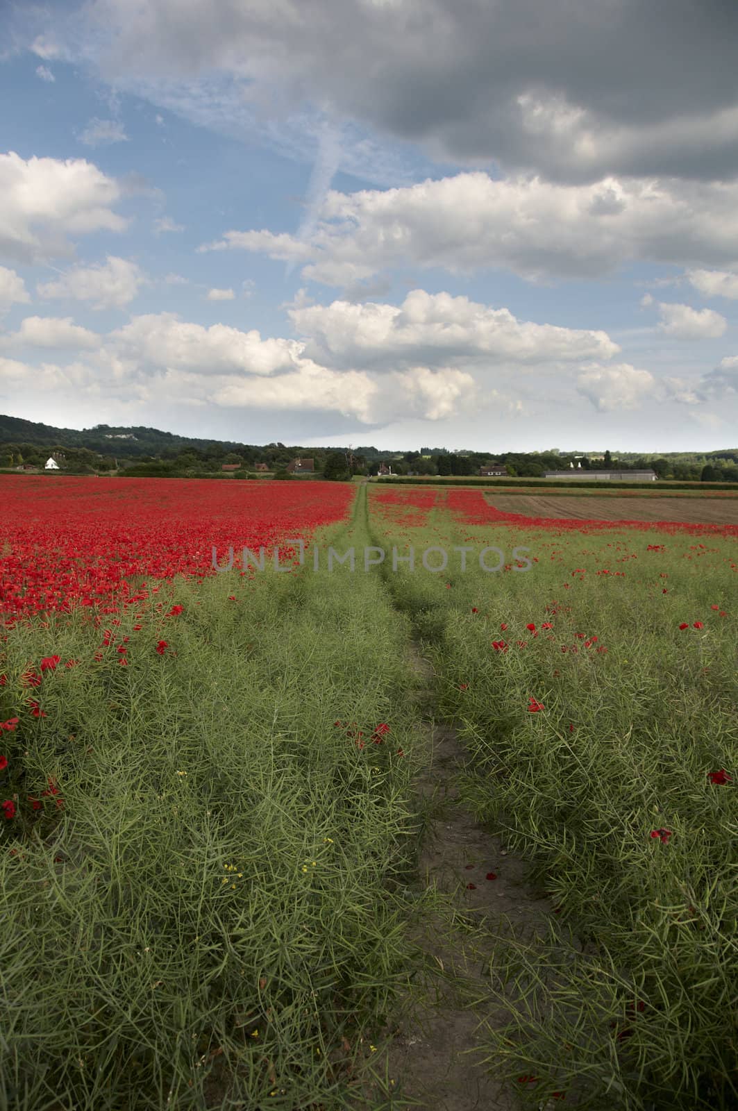 Poppy Field by mbtaichi