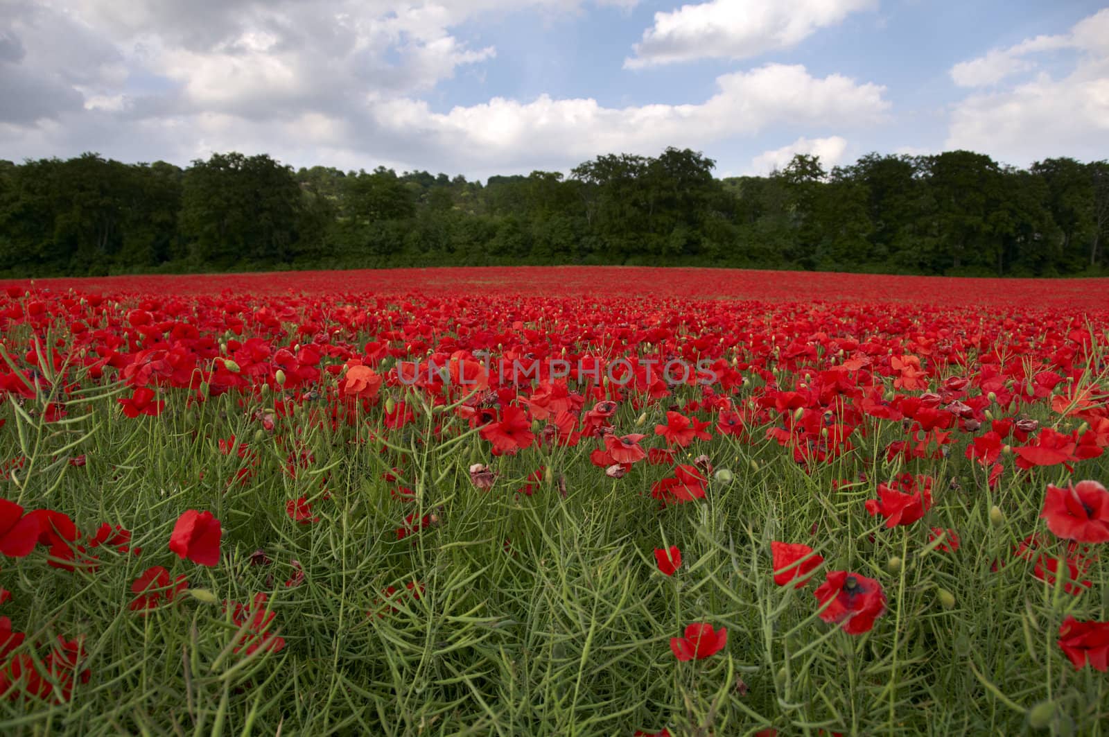 A field of poppies in the Kent countryside