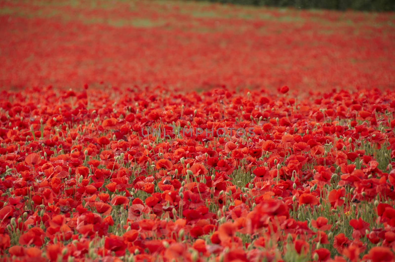 A field of poppies in the Kent countryside