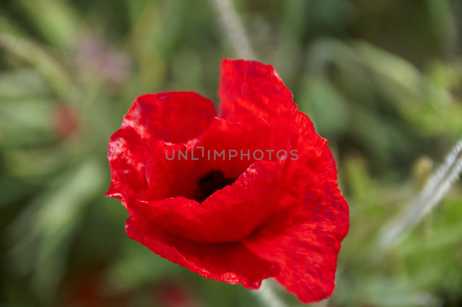 A poppy in a field of green corn