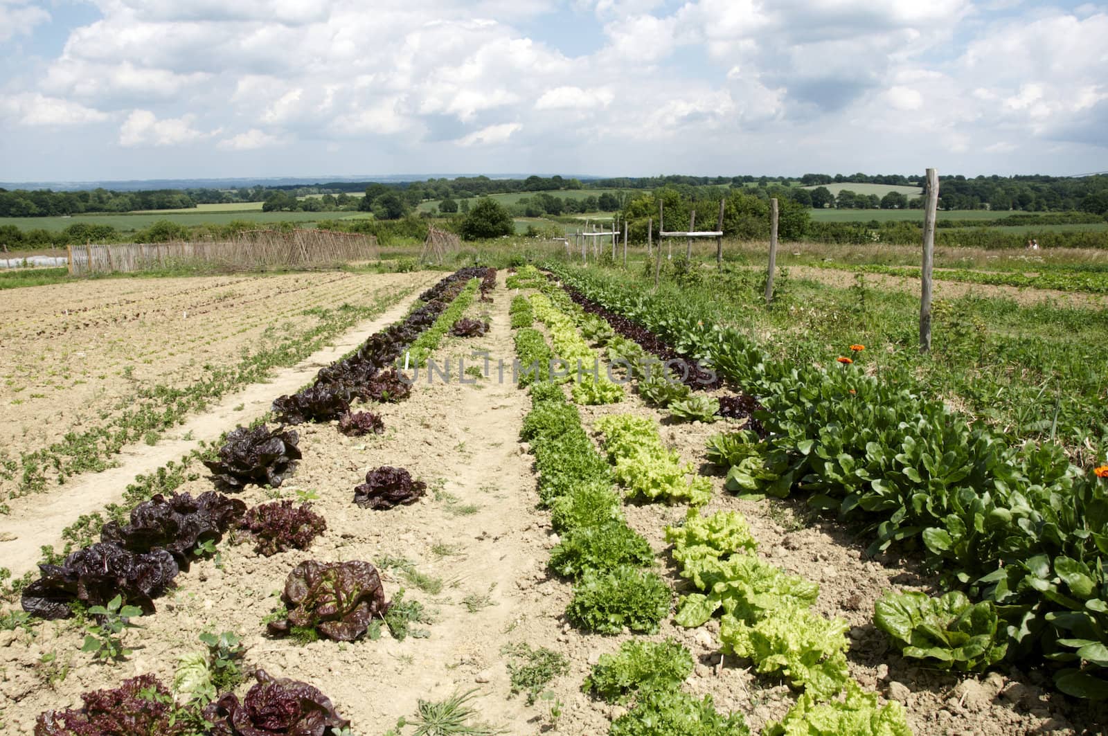 A vegetable garden in the Kent countryside