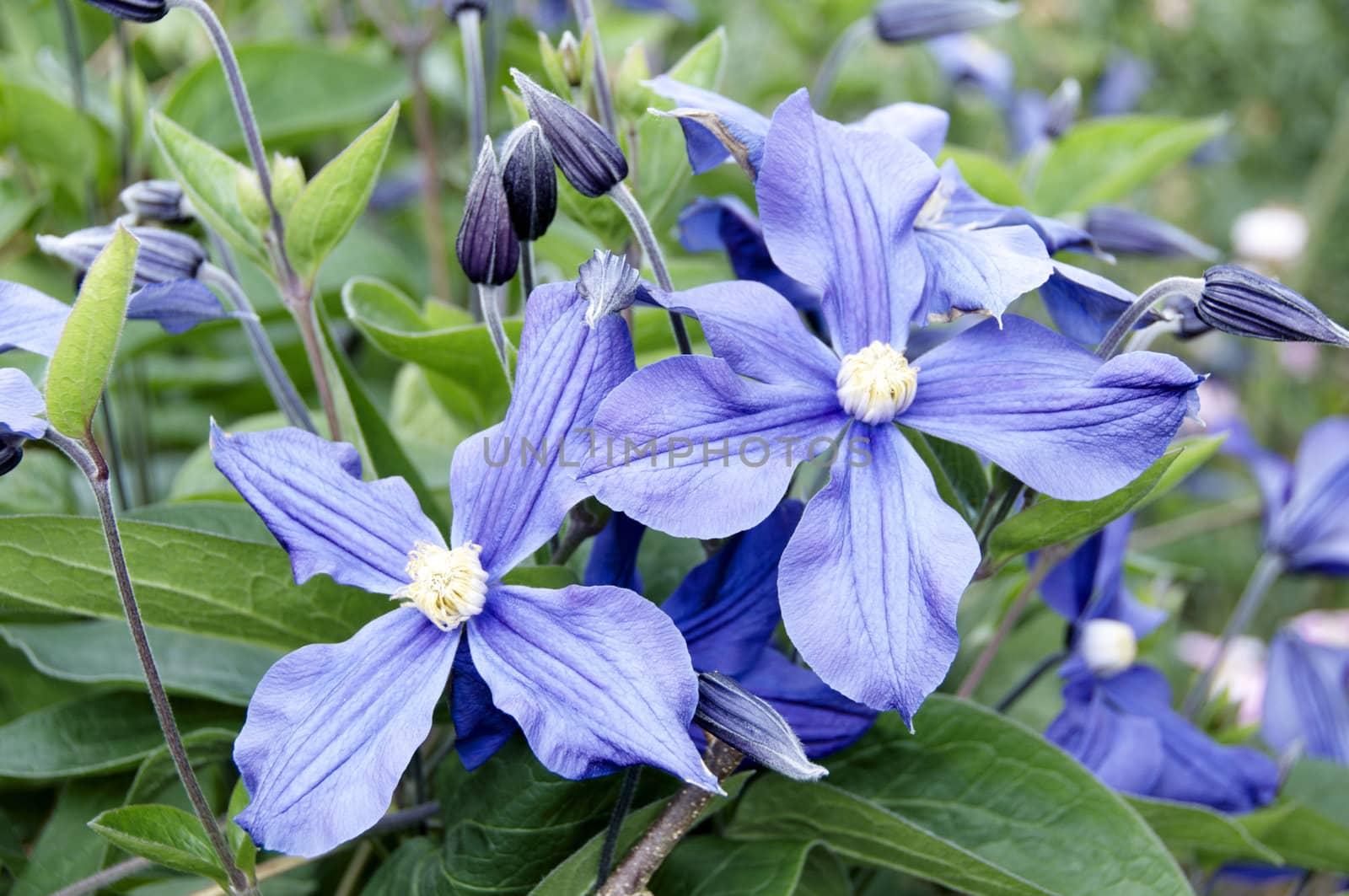 Detail of a clematis plant in flower with green background