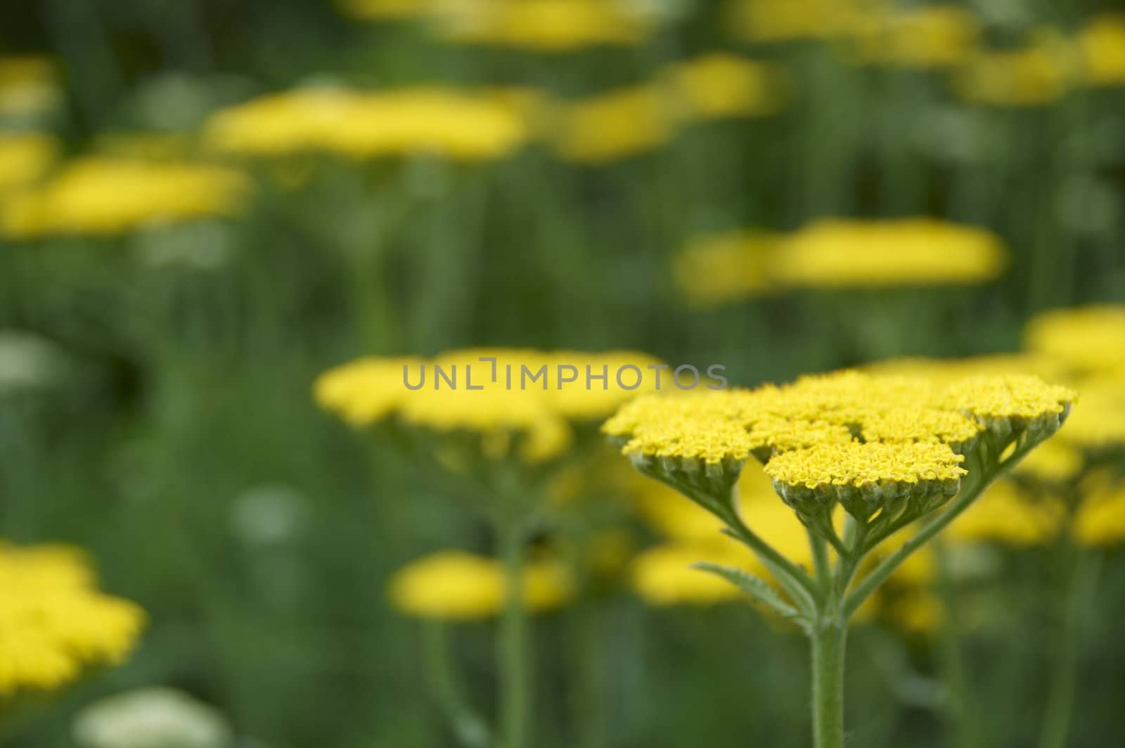 A sea of yellow achillea and green leaves