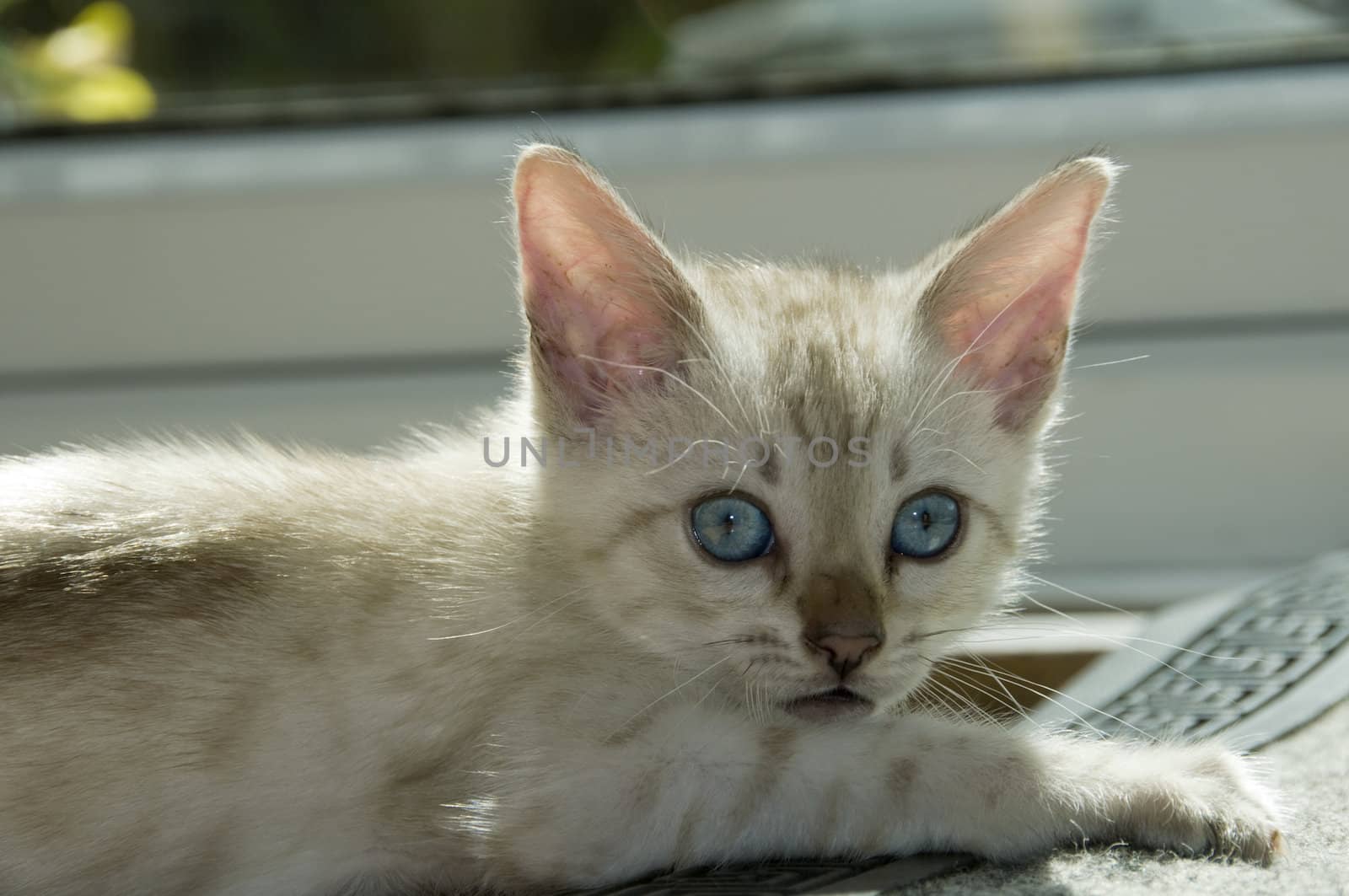 A snowy bengal kitten playing on the floor