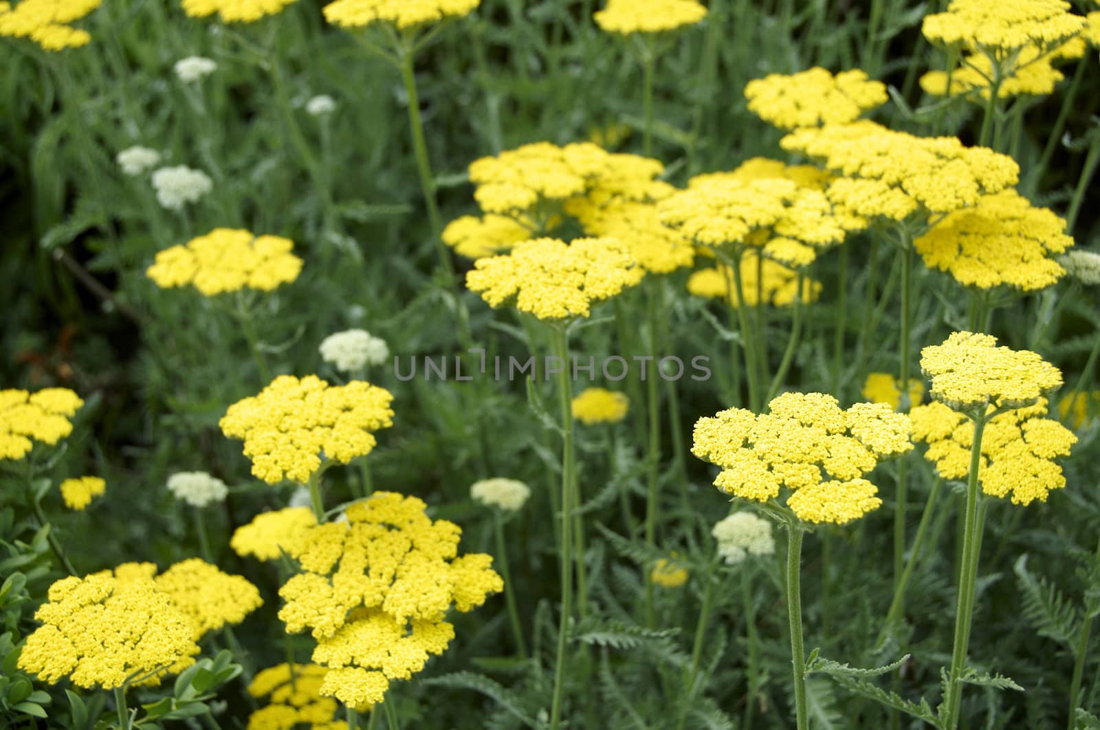 A sea of yellow achillea and green leaves