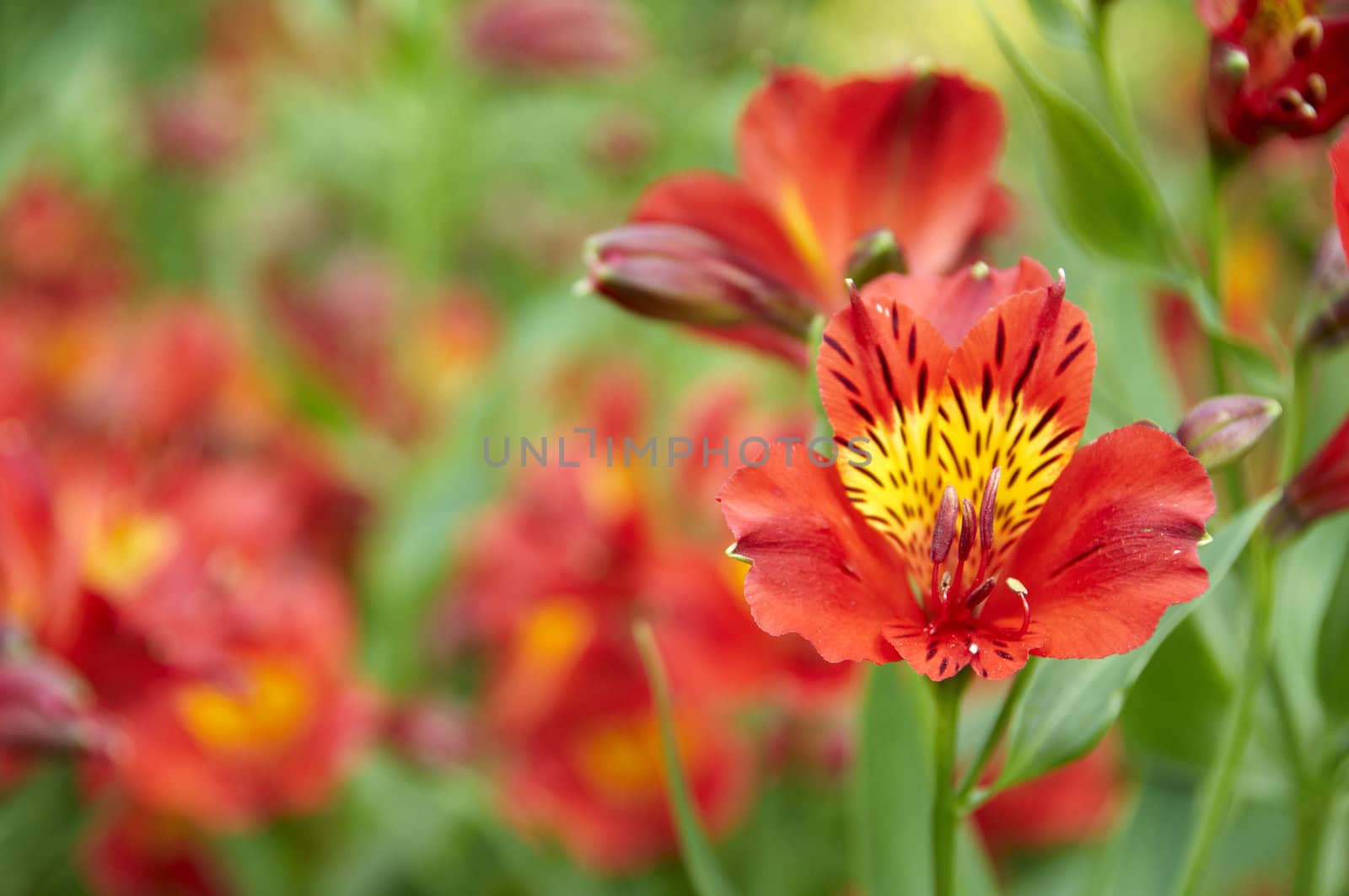 A red flower with a green background