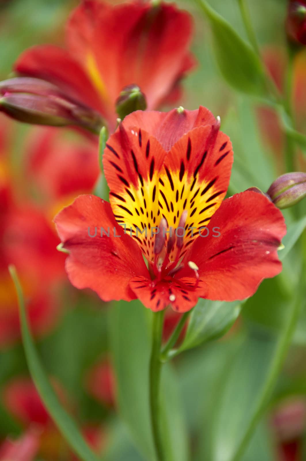 A red flower with a green background