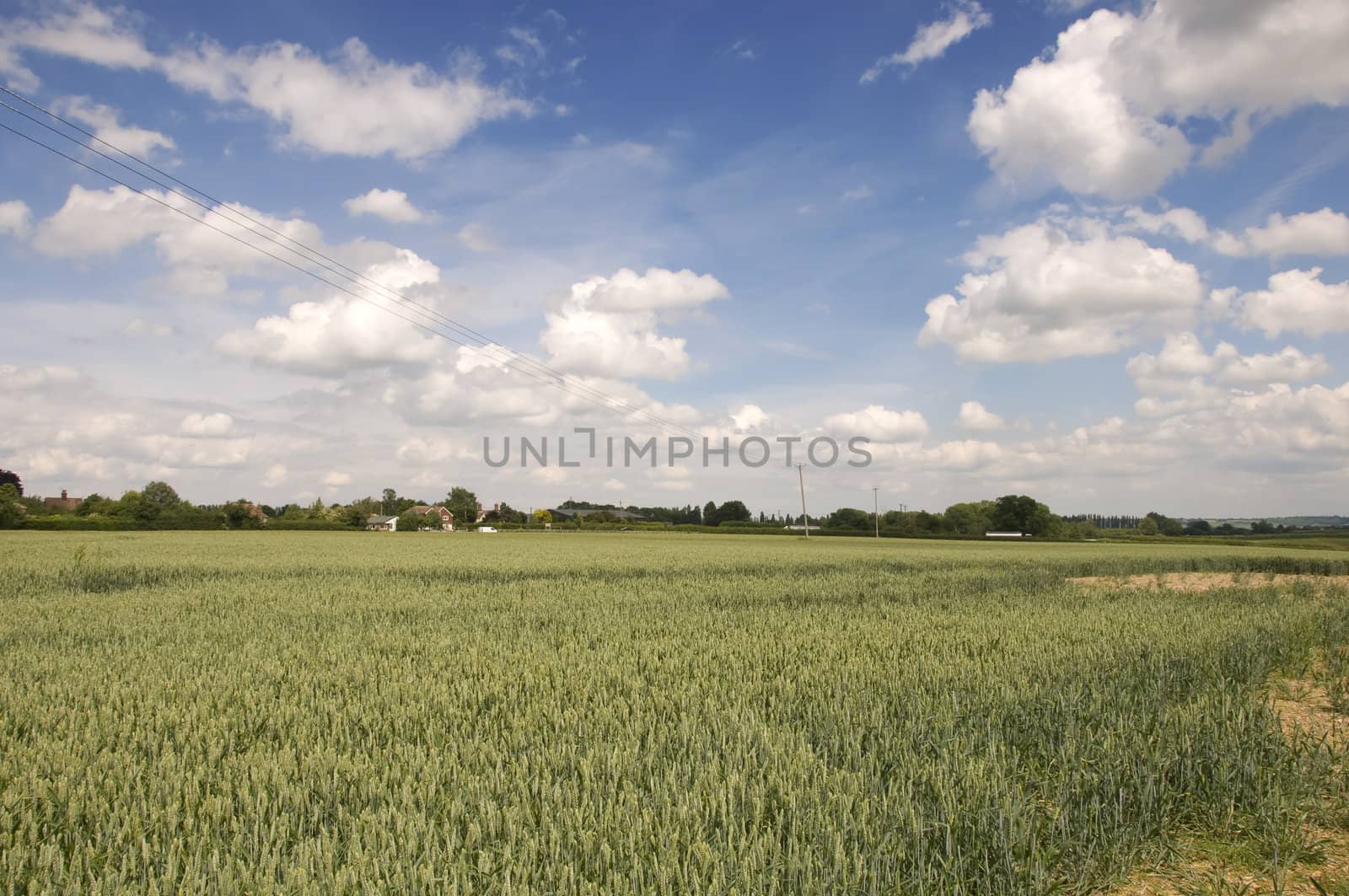 Wheat field by mbtaichi