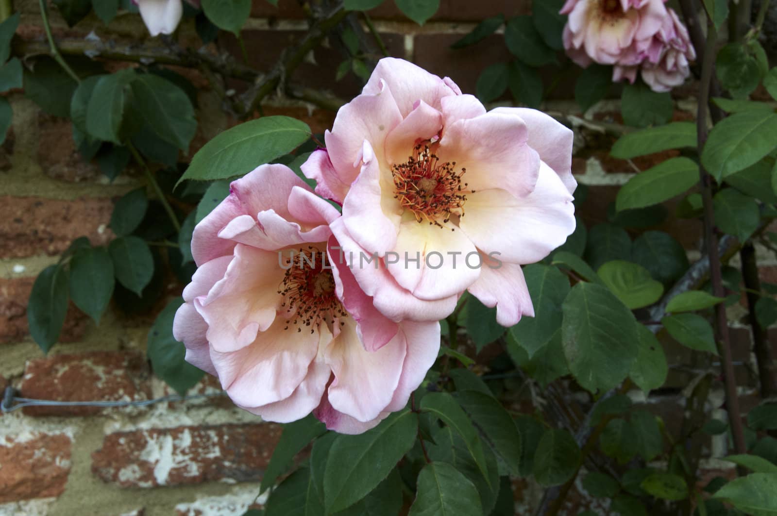 A pink rose with a brick wall in the background