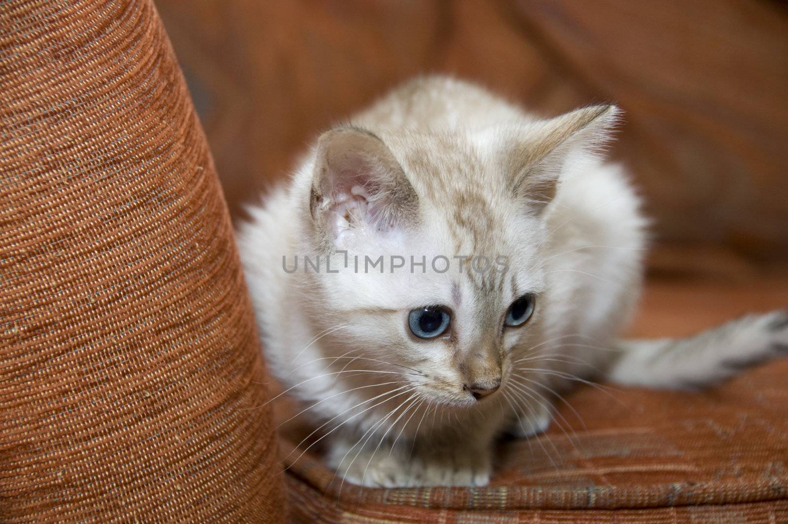 A kitten sitting on an orange couch