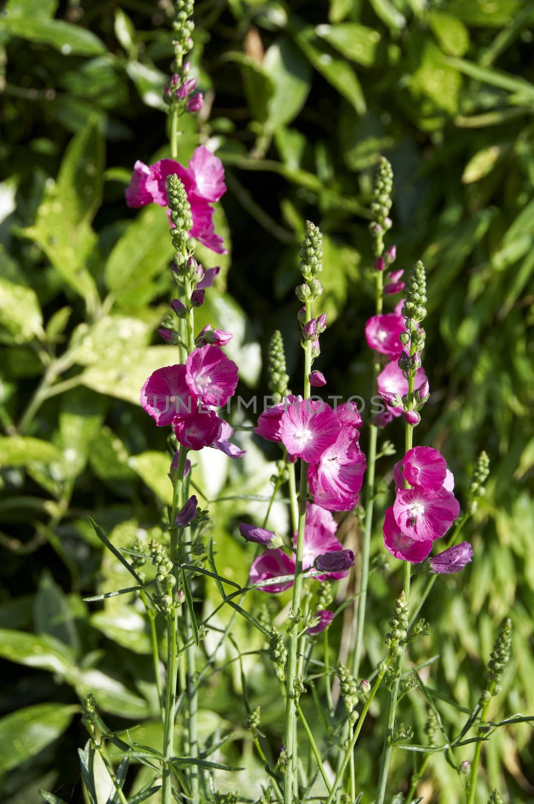 Pink flowers with a green background