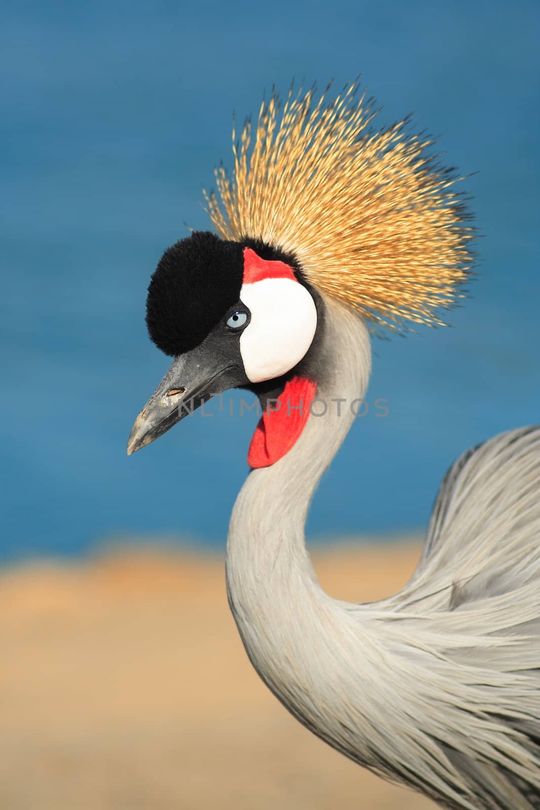 Crowned crane in safari.Israel.It is photographed on a background of lake.