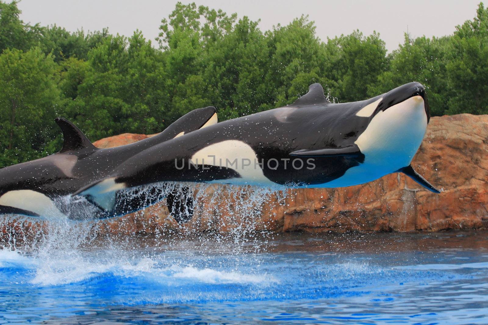 Jumping killer whales