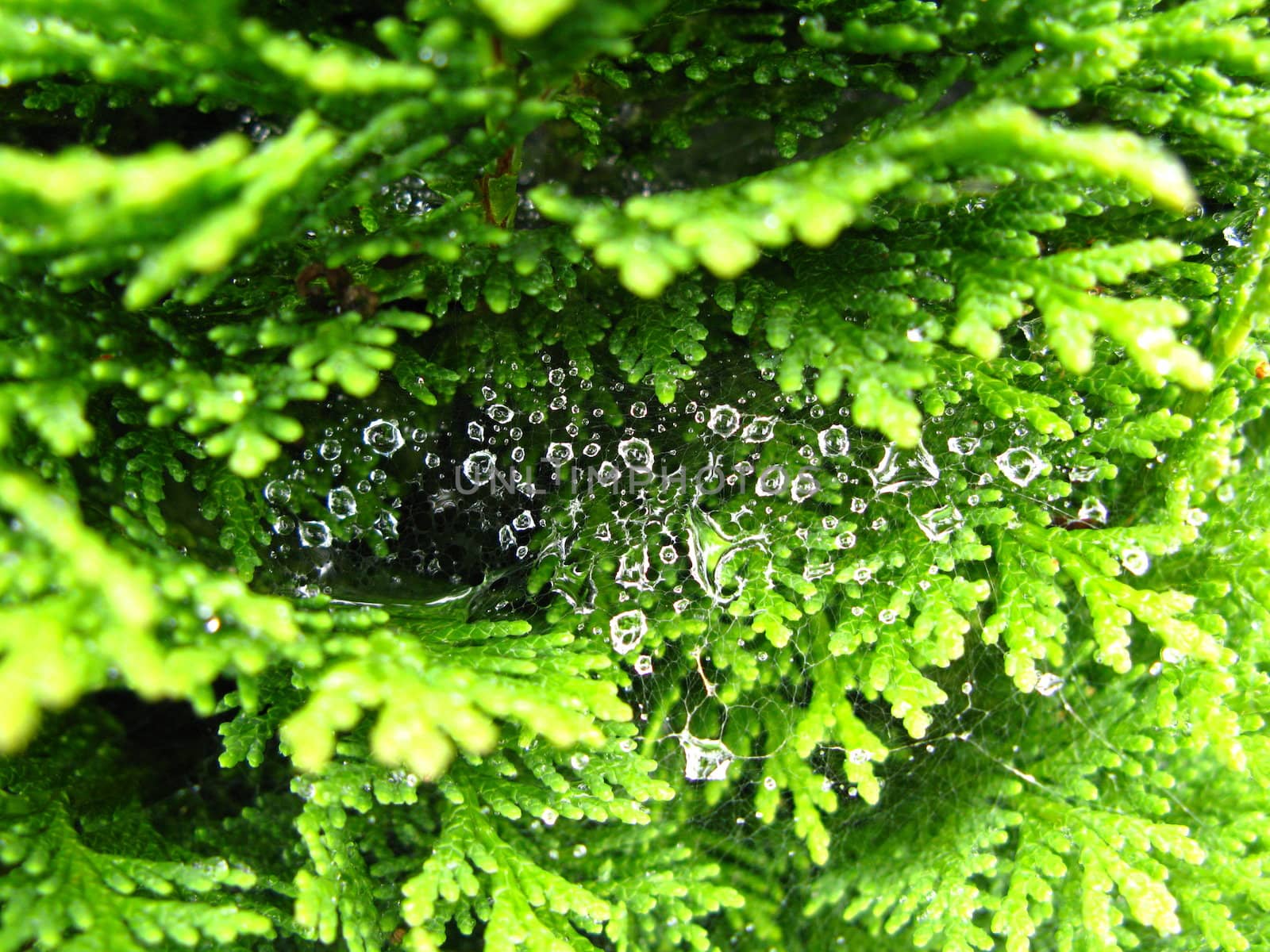 wet spiders web
