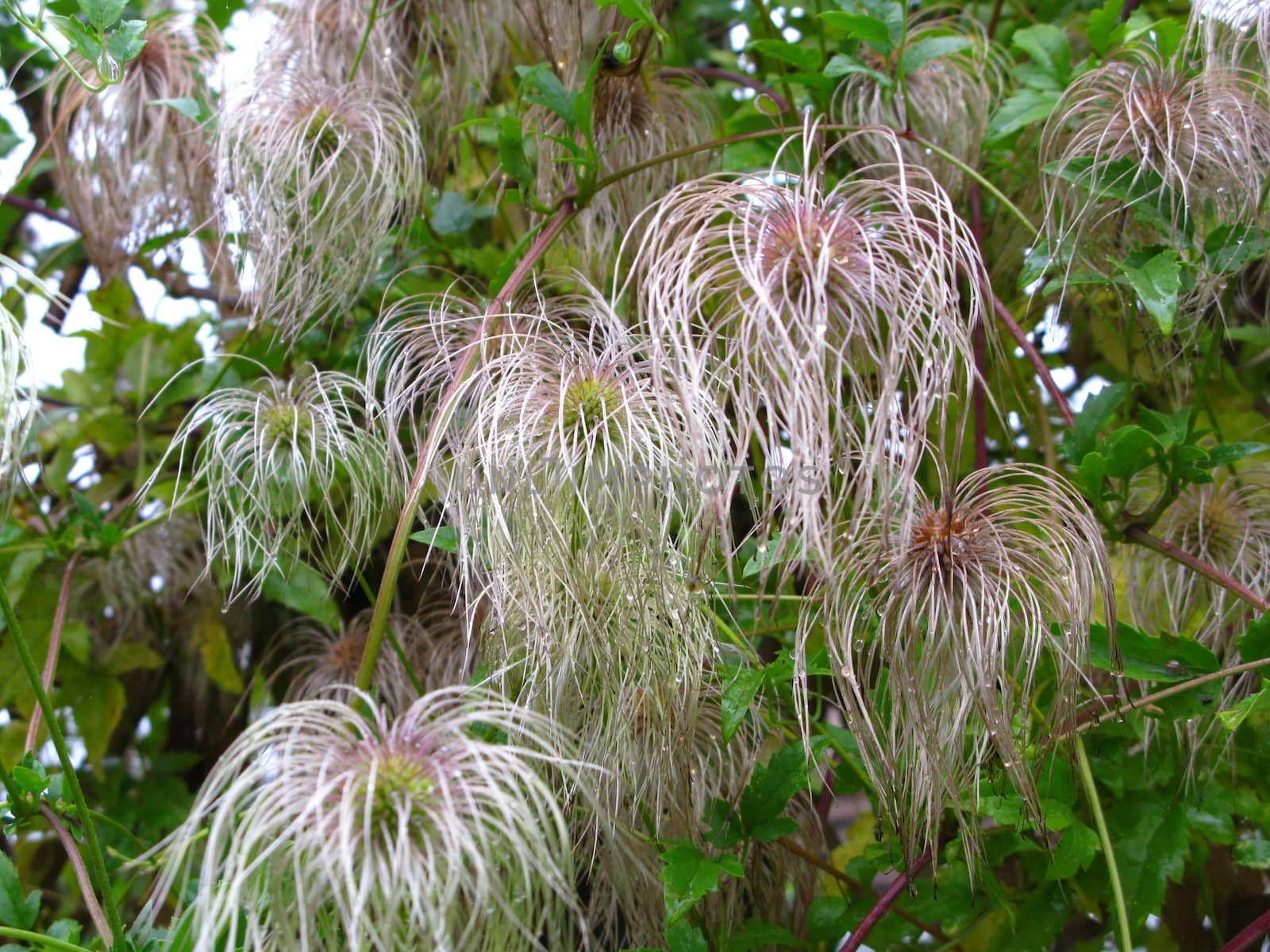 clematis seed heads by mitzy