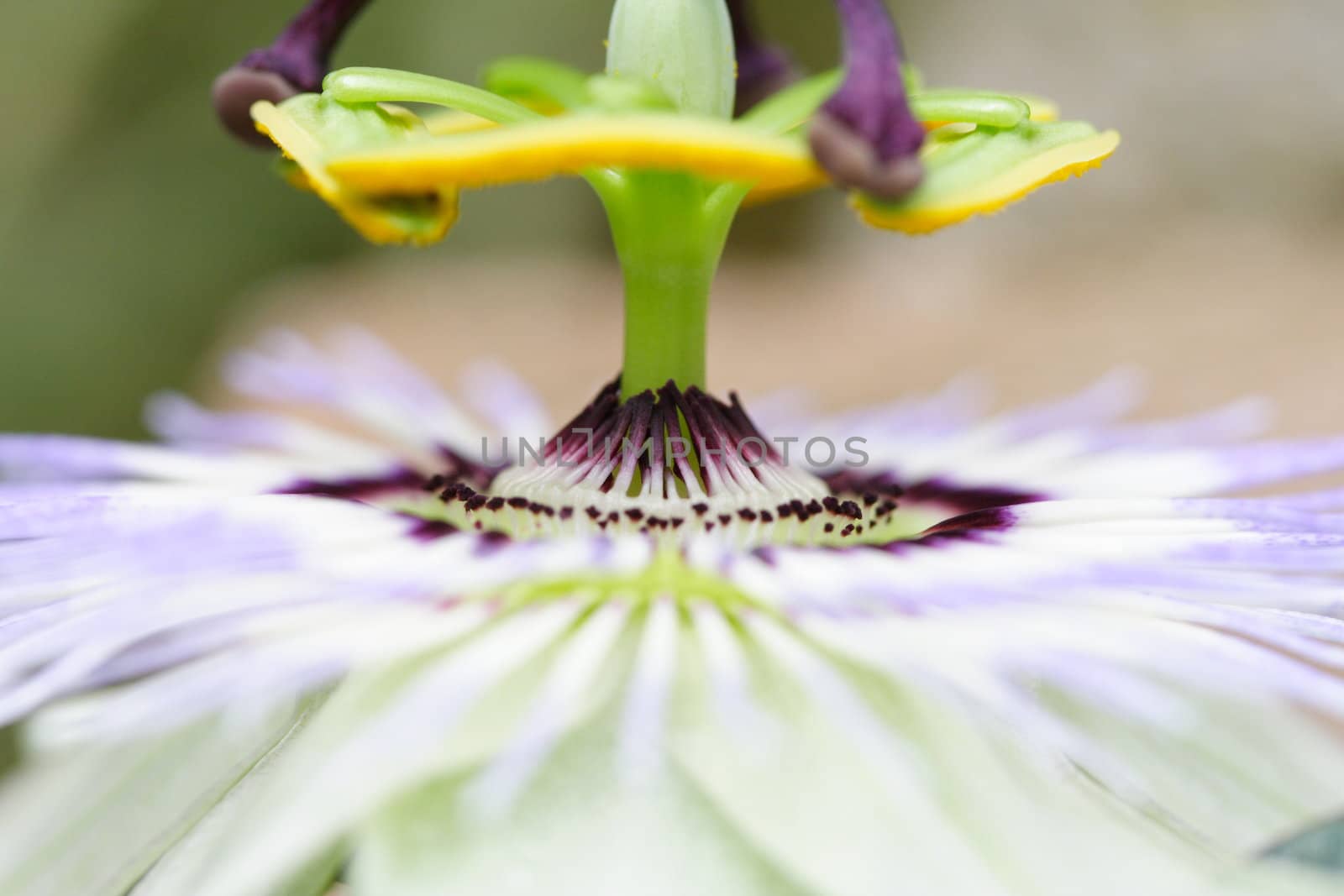 passion flower