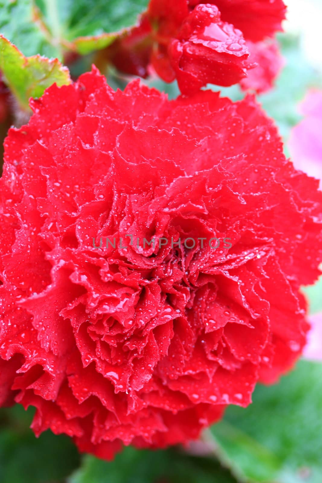 red begonia